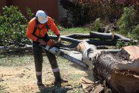 Bee Wasp Removal Bundaberg QLD Internet Find