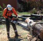 Full Tree Service  Stump Removal - Internet Find