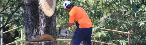 Full Tree Service & Stump Removal - Internet Find 1