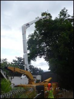 Bee Wasp Removal Cairns QLD Internet Find
