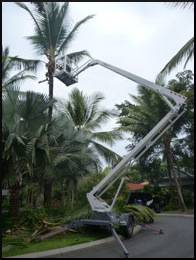 Tree Arrangements - Internet Find 2