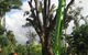 NQ Tree Lopping - thumb 1