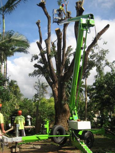 NQ Tree Lopping - Internet Find 1