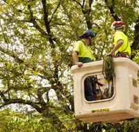Paradise Tree Services - Renee