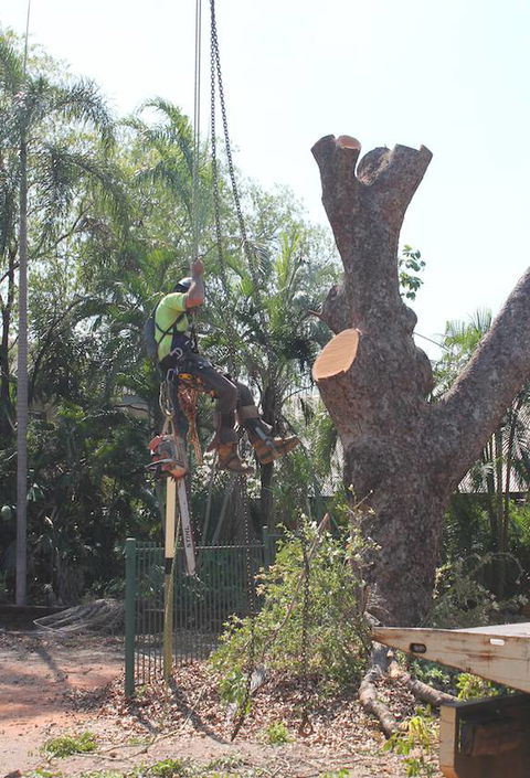 Paradise Tree Services - Internet Find 2