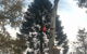 A1 Tree Service NSW Pty Ltd - thumb 3