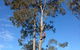 A1 Tree Service NSW Pty Ltd - thumb 6