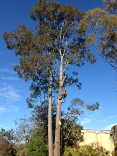 A1 Tree Service NSW Pty Ltd - Internet Find 6