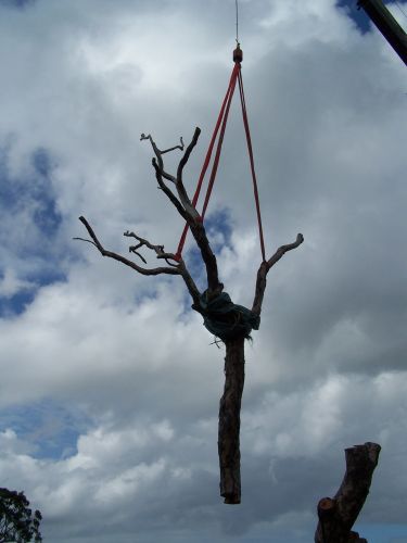 Treesafe Australia - Internet Find 1