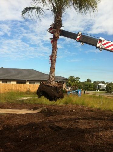 Treesafe Australia - Internet Find 2