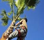 Complete Tree Management - Renee 2
