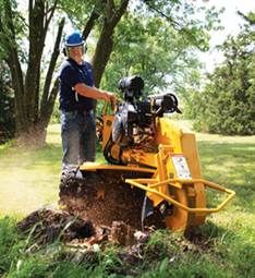 Complete Tree Management - Renee 5