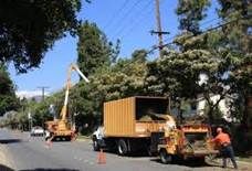 Complete Tree Management - Renee 6