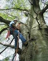 Complete Tree Management - Renee 7