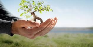 Complete Tree Management - Renee 8