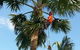 Wade’s Tree Service - thumb 2