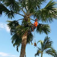 Wade’s Tree Service - Internet Find 2