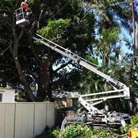 Wade’s Tree Service - Internet Find 3