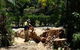 Wade’s Tree Service - thumb 4