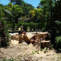 Wade’s Tree Service - Internet Find 4