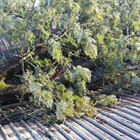 Wade’s Tree Service - Internet Find 6