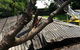 Wade’s Tree Service - thumb 7