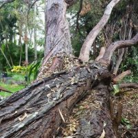 Wade’s Tree Service - Internet Find 9