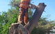 Treespec CQ - thumb 0
