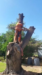 Treespec CQ