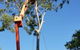 Treespec CQ - thumb 1