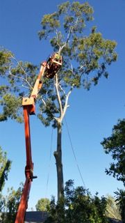 Treespec CQ - Renee 1