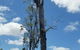 Treespec CQ - thumb 2