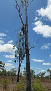 Treespec CQ - Renee 2