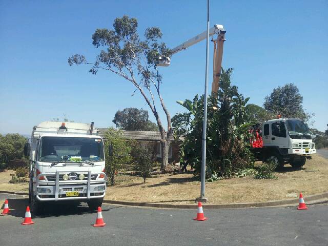 Tree Stump Removal Muswellbrook NSW Renee