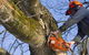 Lennox Head Tree Care - thumb 0