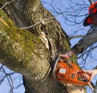 Lennox Head Tree Care - Internet Find