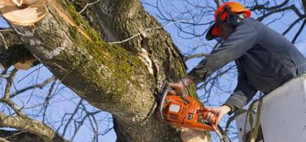 Lennox Head Tree Care - Renee 0