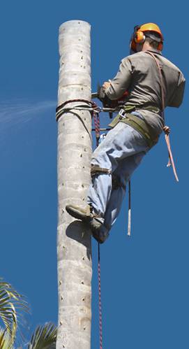 Lennox Head Tree Care - Renee 1