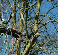 Richmond Valley Tree Services - Internet Find