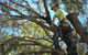 Tallow Tree Services Pty Ltd - thumb 0