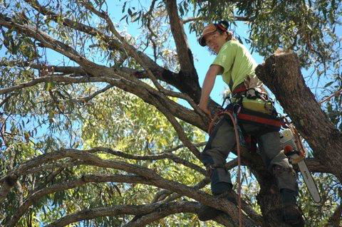Tallow Tree Services Pty Ltd - Internet Find 0