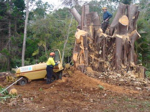 Tallow Tree Services Pty Ltd - Internet Find 1