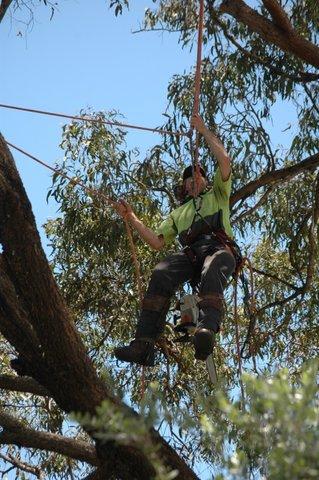 Tallow Tree Services Pty Ltd - Internet Find 2