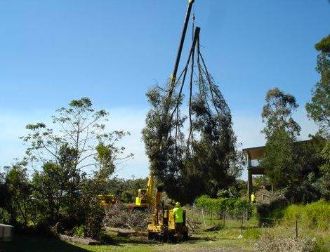 Tallow Tree Services Pty Ltd - Internet Find 4