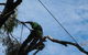 Tallow Tree Services Pty Ltd - thumb 5