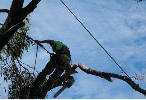 Tallow Tree Services Pty Ltd - Internet Find 5