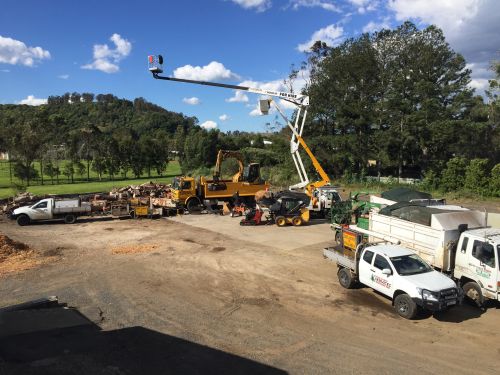 Bee Wasp Removal Lismore NSW Internet Find