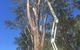 Cubis Steve–Lismore/Evans Head Tree Services - thumb 3