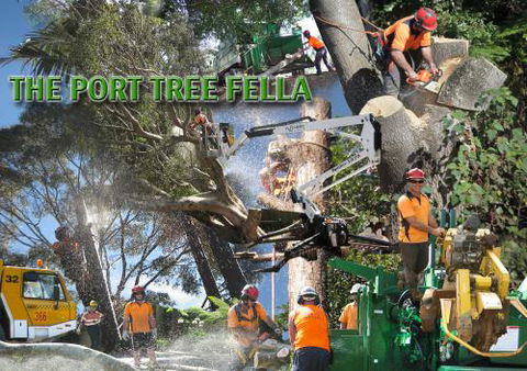 Port Tree Fella - Renee 1