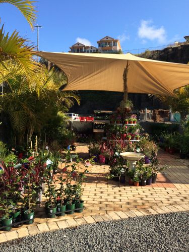 Tree Stump Removal Kiama NSW Qld Realsetate